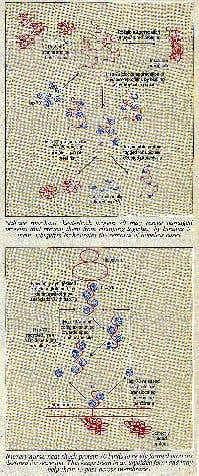 Heat-shock protein 70