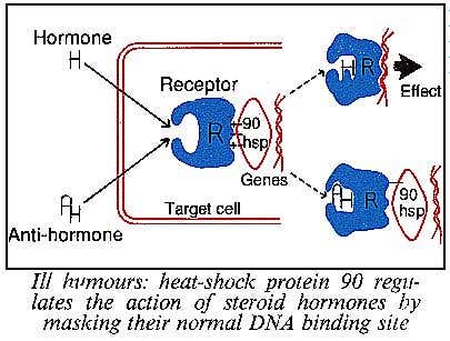 Heat-shock protein 90