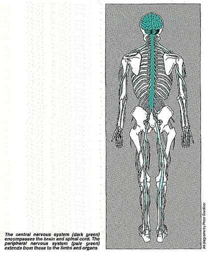 New Scientist. Science news and long reads from expert journalists, covering developments in science, technology, health and the environment on the website and the magazine.