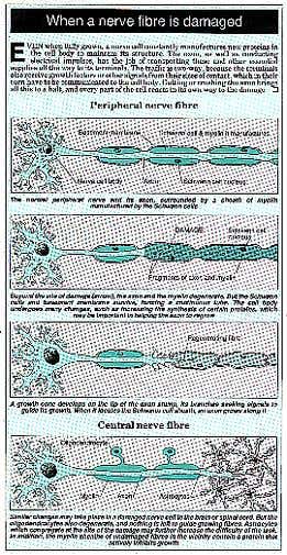 Grafting peripheral nerves