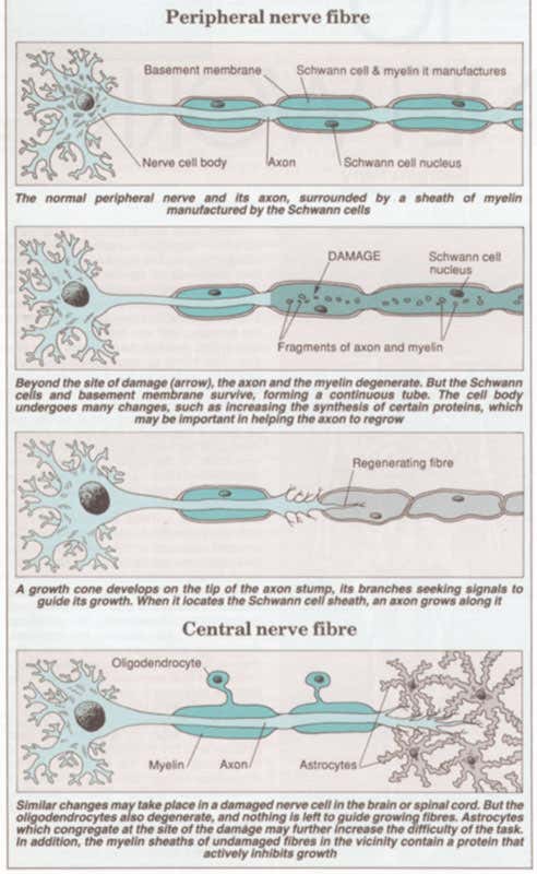 Peripheral and central nerve fibres
