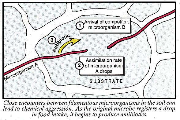 Chemical aggression in the soil