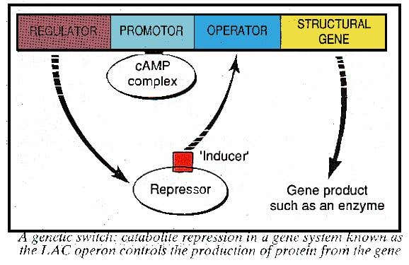 Catabolite repression and genes