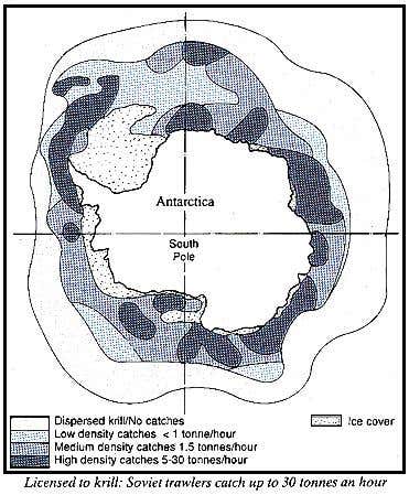 Rate of Krill catches
