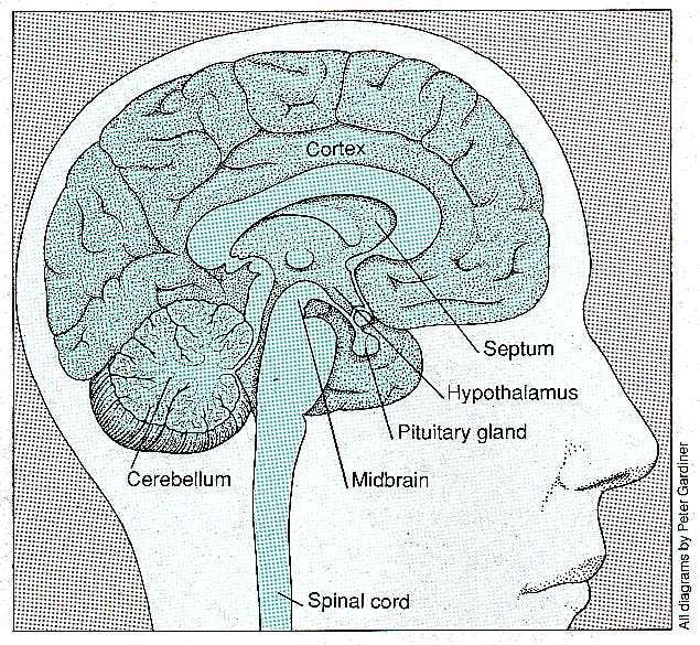 New Scientist. Science news and long reads from expert journalists, covering developments in science, technology, health and the environment on the website and the magazine.