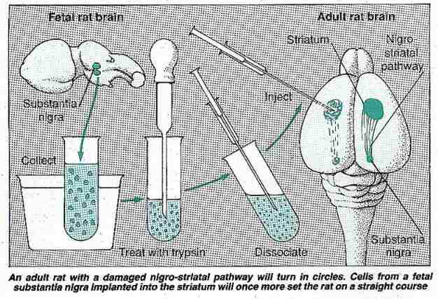 Repairing a rat brain