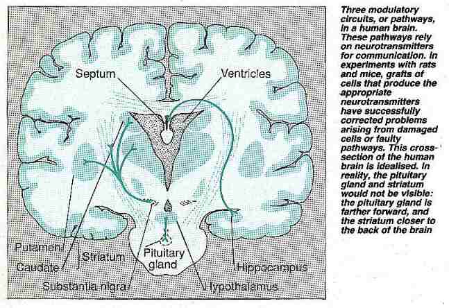 Three modulatory brain circuits