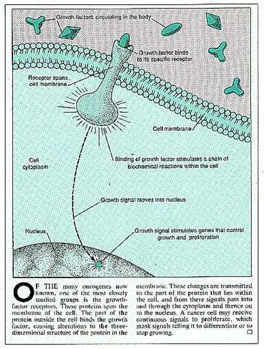 Growth factor receptors and oncogenes