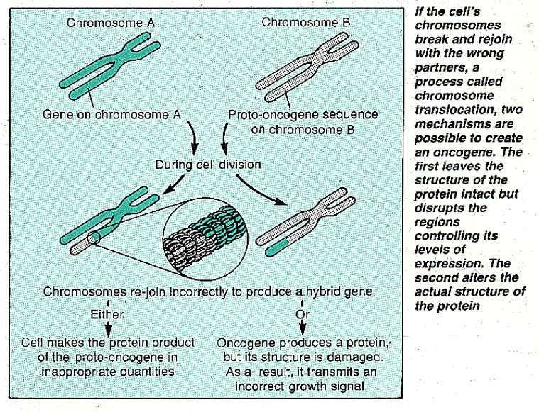 Process of chromosome translocator