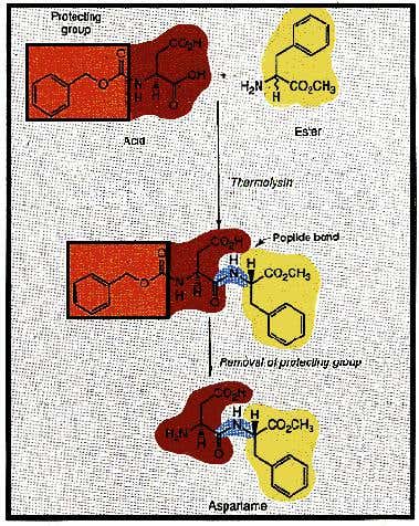 Producing aspartame using thermolysin