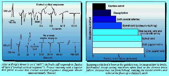 Slaughter techniques and brain failure