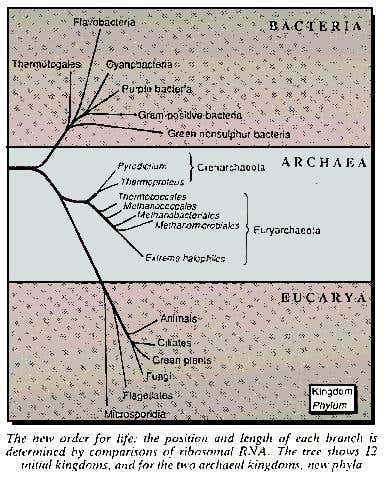 New Scientist. Science news and long reads from expert journalists, covering developments in science, technology, health and the environment on the website and the magazine.