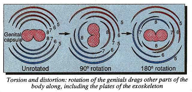 Torsian and distortian of housefly genitals