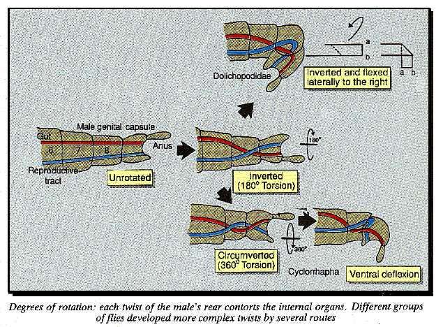 Degrees of rotation of housefly genitals