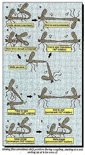 Mating techniques of houseflies