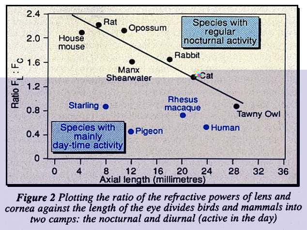 Refractive powers of humans and birds