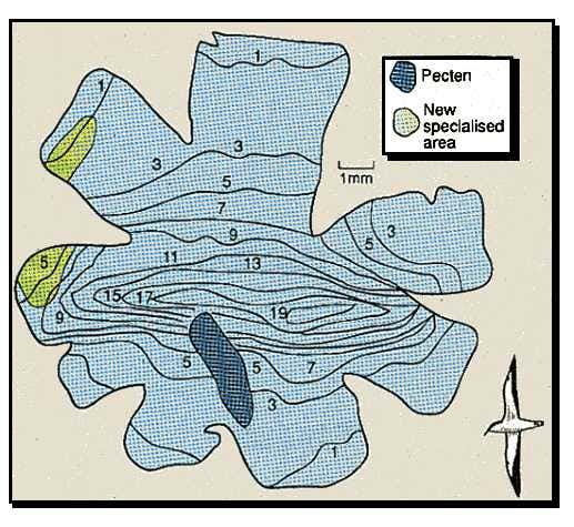 Shear water retina contour chart