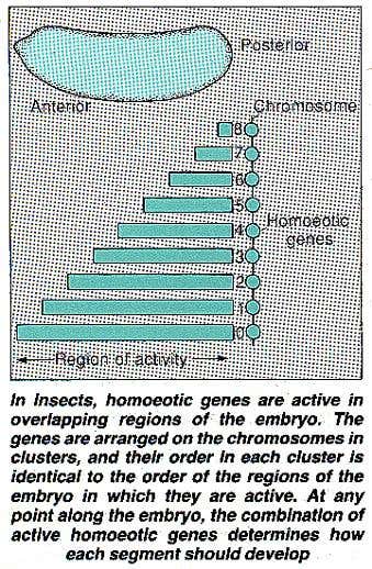 Homoeotic genes in insects