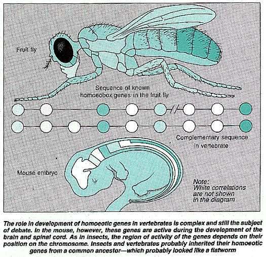 Homoeotic genes in mice