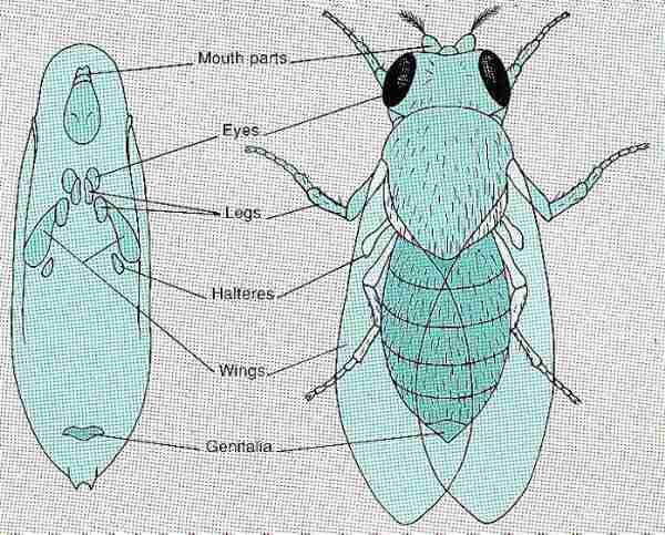Metamorphosis of insects