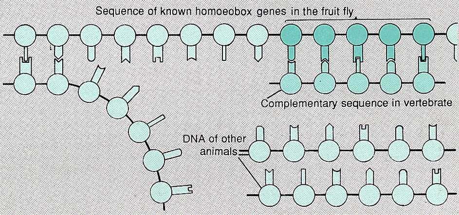 Probing for DNA sequences