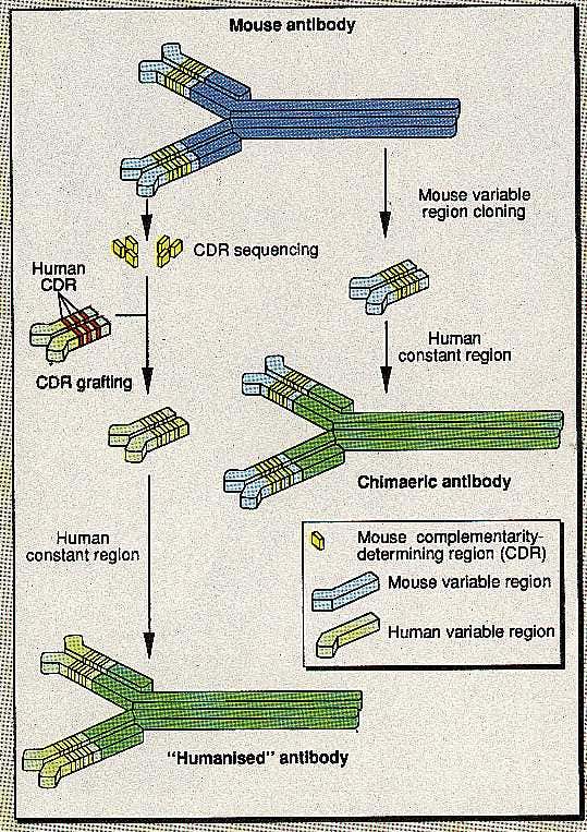 Third-generation antibody technology