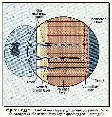 New Scientist. Science news and long reads from expert journalists, covering developments in science, technology, health and the environment on the website and the magazine.