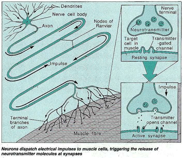 New Scientist. Science news and long reads from expert journalists, covering developments in science, technology, health and the environment on the website and the magazine.