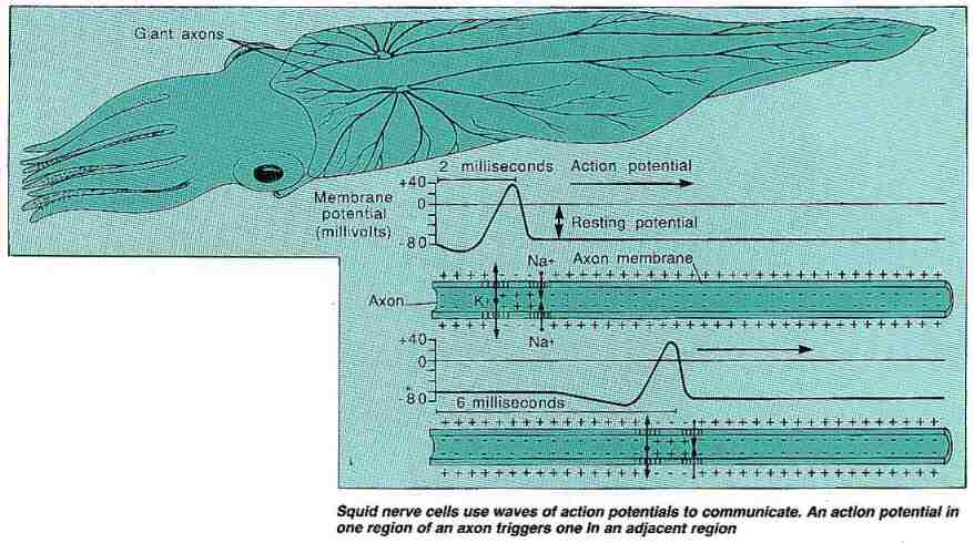 Action of a squid nerve cell
