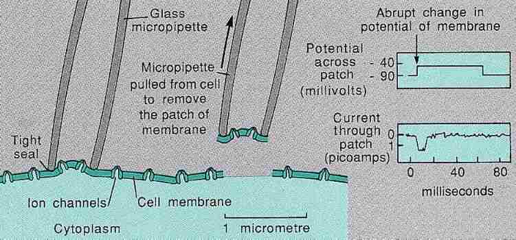 Measuring current in a cell member
