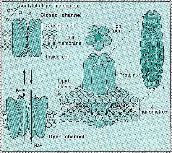 Making membrane pores from proteins