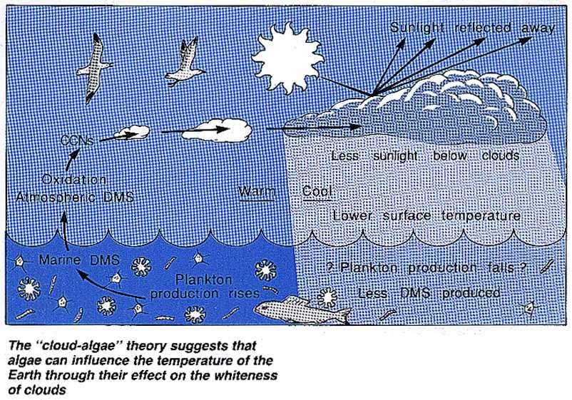 The cloud-algae temperature theory