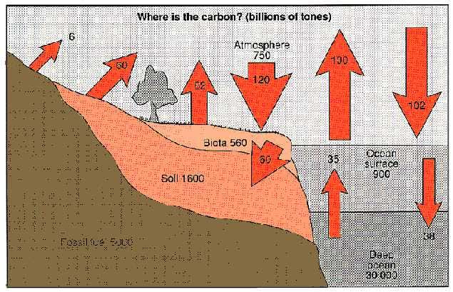 Where the Earth's carbon is