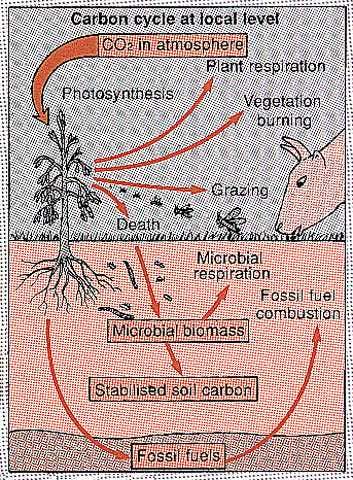Processes of photosynthesis
