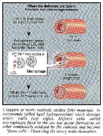 How free radicals ravage arteries