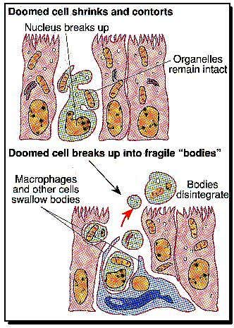New Scientist. Science news and long reads from expert journalists, covering developments in science, technology, health and the environment on the website and the magazine.