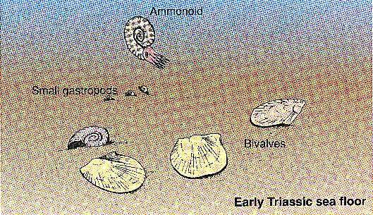 Early Triassic sea floor