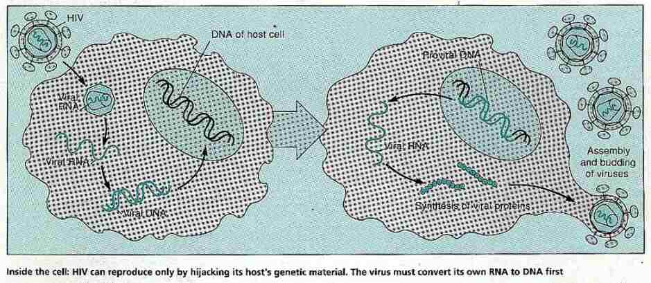 New Scientist. Science news and long reads from expert journalists, covering developments in science, technology, health and the environment on the website and the magazine.