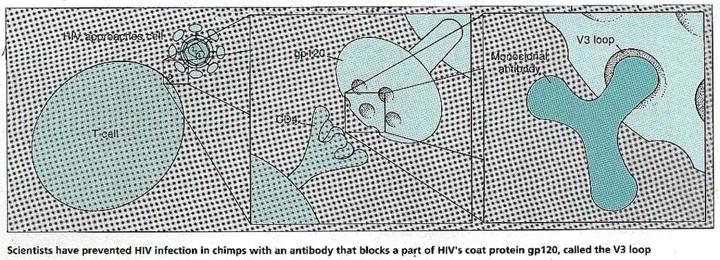 Preventing HIV in chimps