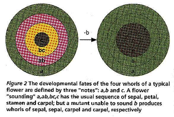 Developmental fates of a flower