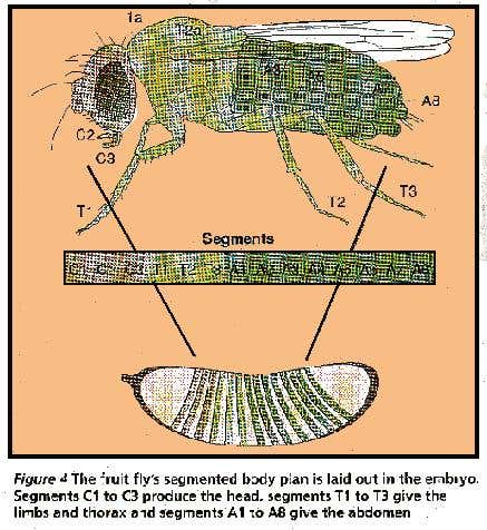 The Fruit Fly's segmented body