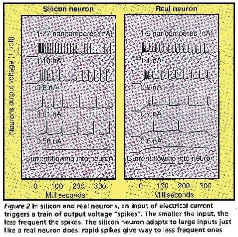 Voltage Spikes in Neurons