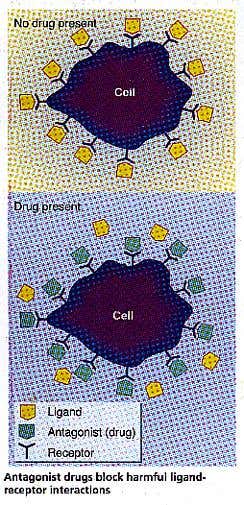 Action of antagonist drugs