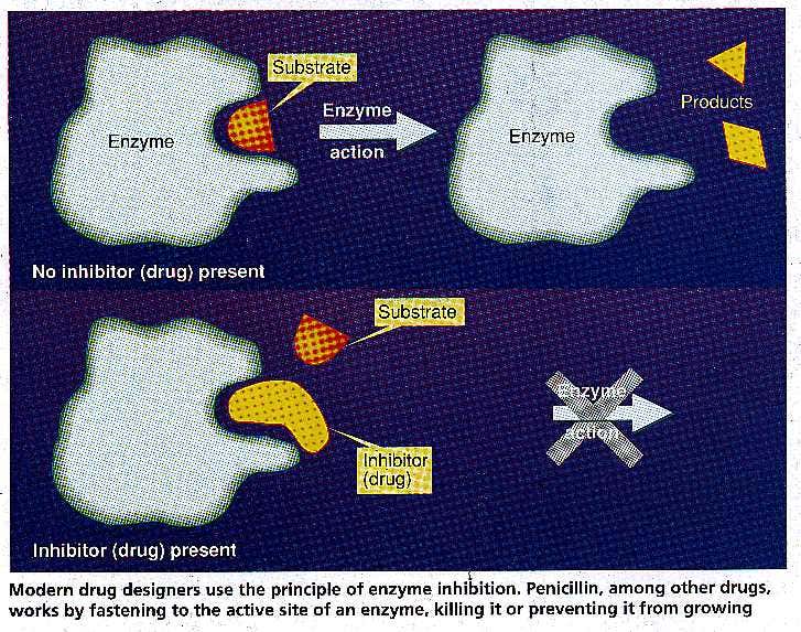 Drug design and enzyme inhibitors