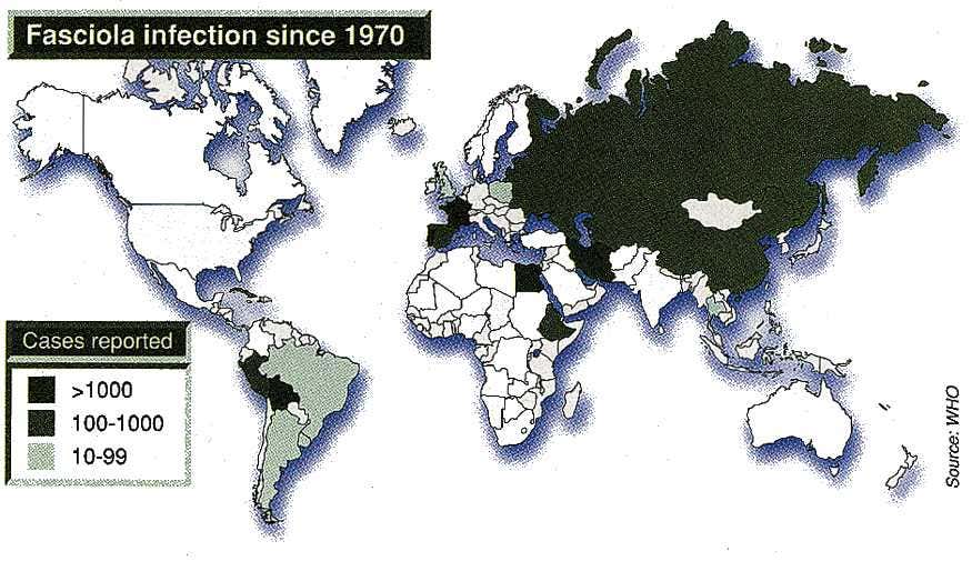 Fasciola infection since 1970
