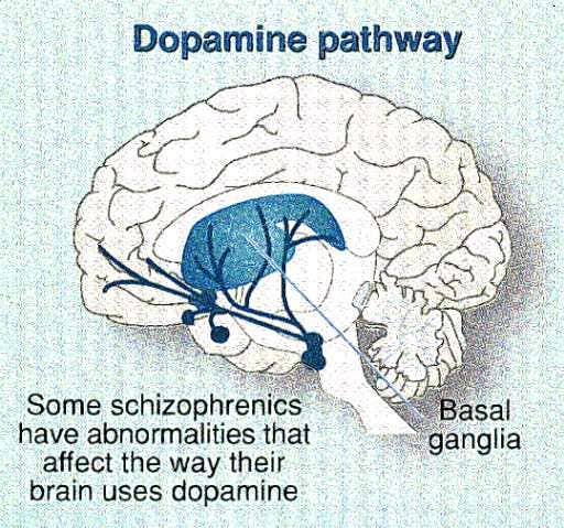 The Dopamine pathway
