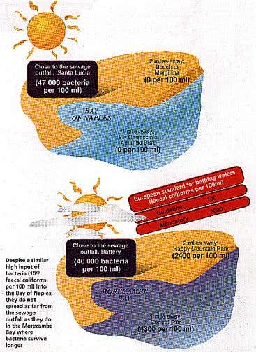 Bacteria in Morecombe Bay and the Bay of Naples