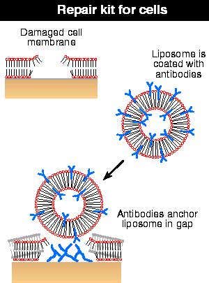 New Scientist. Science news and long reads from expert journalists, covering developments in science, technology, health and the environment on the website and the magazine.