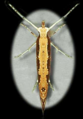 New Scientist. Science news and long reads from expert journalists, covering developments in science, technology, health and the environment on the website and the magazine.