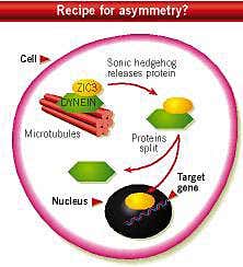 New Scientist. Science news and long reads from expert journalists, covering developments in science, technology, health and the environment on the website and the magazine.